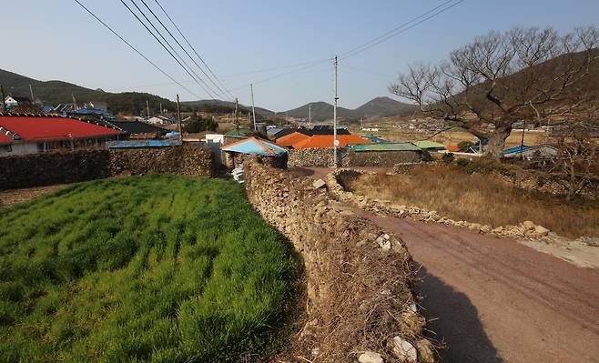 동촌리 돌담길과 보리밭 [사진/진성철 기자]