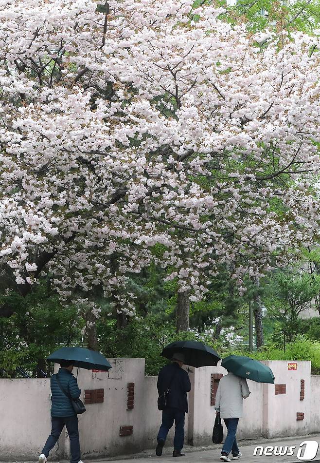 14일 대전·충남은 늦은 오후부터 충남권에 가끔 비가 오는 곳이 있겠다. 우산을 쓴 시민들이 벚꽃 나무 아래를 지나고 있다. /뉴스1 ⓒ News1 허경 기자