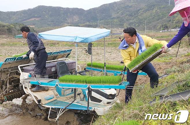 14일 전북 순창에서 올해 첫 모내기 작업이 이뤄진 가운데 최영일 순창군수가 모판을 이양기에 옮기고 있다. 2023.4.14.(순창군 제공)/뉴스1