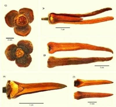 신종 꽃 ‘프리소디엘시아 라리사’. 사진=아니사라 담동티