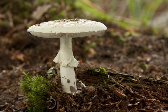 인터넷이나 잘못된 정보에 의존해 야생 버섯을 함부로 채취하여 섭취했다간 목숨을 잃을 수 있다./사진=클립아트코리아