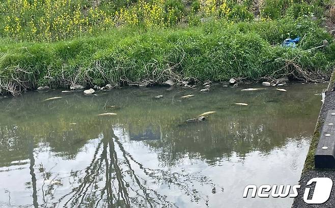 15일 오전 광주 서구 치평교 인근 광주천에 물고기 200여 마리가 폐사해 수면에 떠다니고 있다.(광주 서구청 제공) 2023.4.15/뉴스1