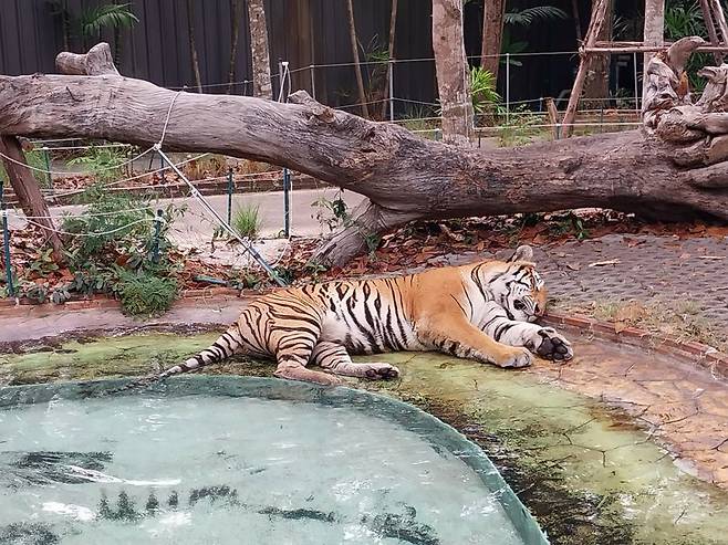 파타야 타이거 파크에서 낮잠을 자고 있는 호랑이 / 사진=이환주 기자
