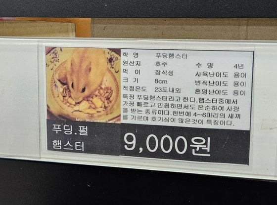 지난 12일 찾은 서울역 인근의 한 대형마트 반려동물 매장에서 햄스터가 9000원에 팔리고 있다. 김정민 기자