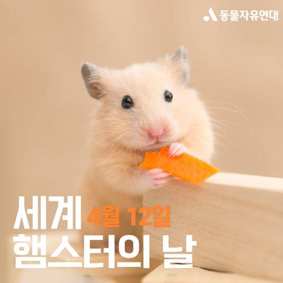 매년 4월 12일은 세계 햄스터의 날이다. 사진 동물자유연대