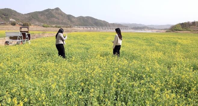 용담호 주변 유채꽃밭. 진안군 제공