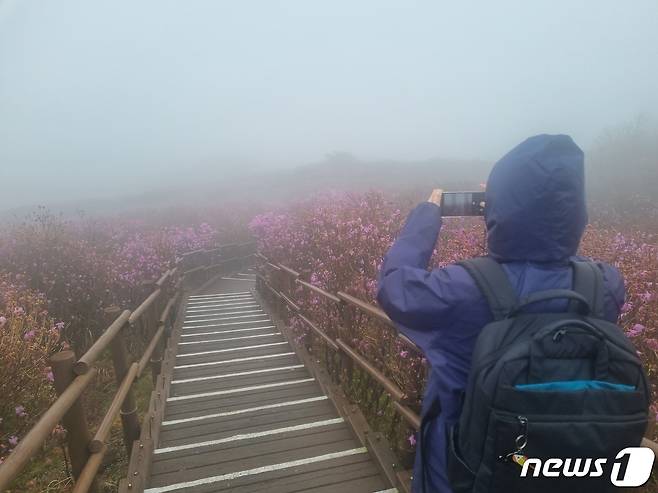 15일 오전 대구 달성군 비슬산 참꽃 군락지의 풍경을 담고 있는 한 시민. 2023.4.15/뉴스1 ⓒ News1 이성덕 기자