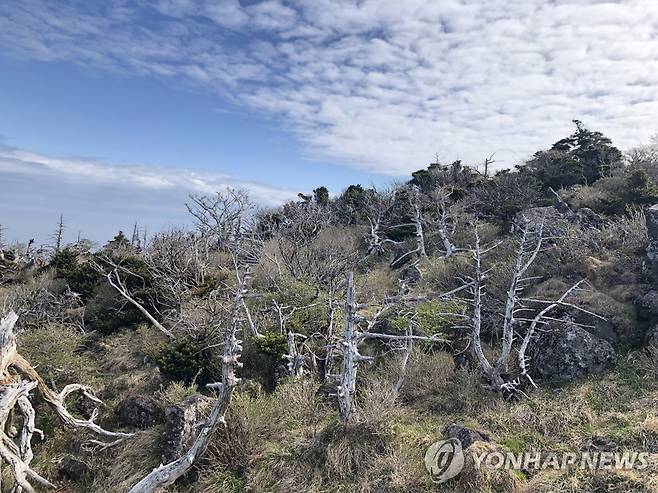 한라산 구상나무 고사목 연합뉴스 자료사진 [국립산림과학원 제공. 재판매 및 DB 금지]