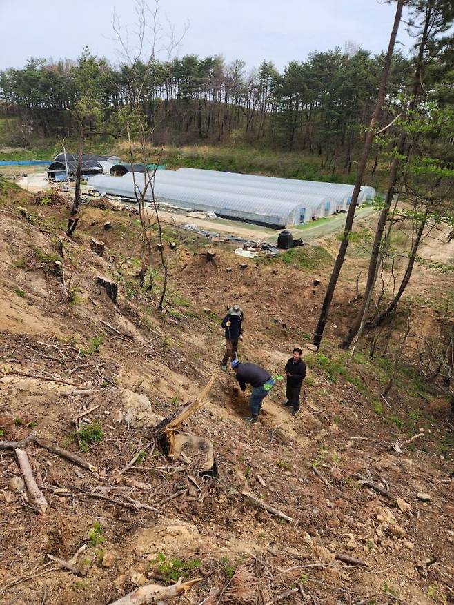 600ha 조림 녹화 사업을 본격적으로 시작한 울진군.