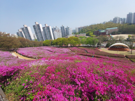 경기 군포시가 오는 21일부터 30일까지 열흘을 ‘철쭉주간’으로 지정한 가운데, 산본동 일원 철쭉동산에 철쭉 군락이 장관을 이루고 있다. 군포시청 제공