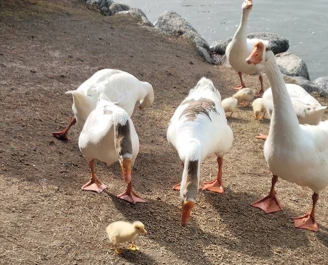 카이스트 상징 거위