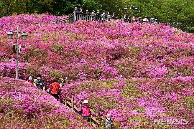 [군포=뉴시스] 김종택 기자 = 17일 경기도 군포시 산본동 철쭉동산을 찾은 시민들이 만개한 철쭉 사이를 거닐며 봄기운을 만끽하고 있다. 2023.04.17. jtk@newsis.com