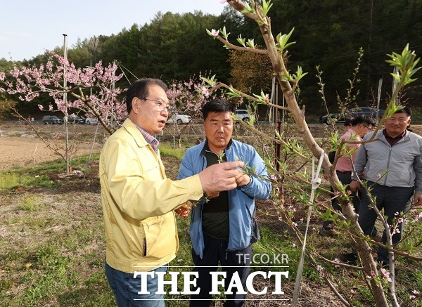 송인헌 충북 괴산군수는 지난 17일 괴산읍과 감물면, 불정면 등 냉해를 입은 농가를 찾아 농민들을 위로했다. /괴산군