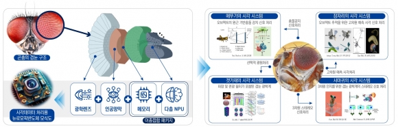 슈퍼비전 AI를 위한 겹눈모방 뉴로모픽 반도체 구조도. 지스트 제공