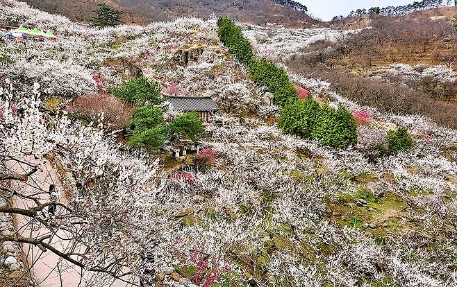 봄에 내린 눈처럼 만개한 매화[사진/천정인 기자]