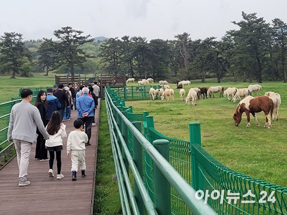 지난 19일 오전 10시 관광객들이  한가로이 풀을 뜯는 제주마를 감상하고 있다. [사진=박태진 기자]