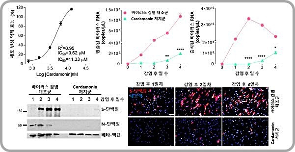 [대전=뉴시스] 초두구에서 분리된 카다모닌(Cardamonin)의 인간 코로나바이러스(HCoV-OC43) 억제 효능.(사진=한의학연구원 제공) *재판매 및 DB 금지