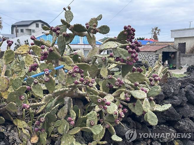 제주 월령리 선인장 군락지 [촬영 이성한] 제주 월령리에는 해변을 중심으로 국내 유일의 선인장이 자생하고 있다. 천연기념물 제429호로 지정 보호되고 있다.