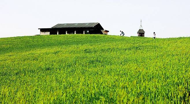 충남 보령 천북 청보리밭.