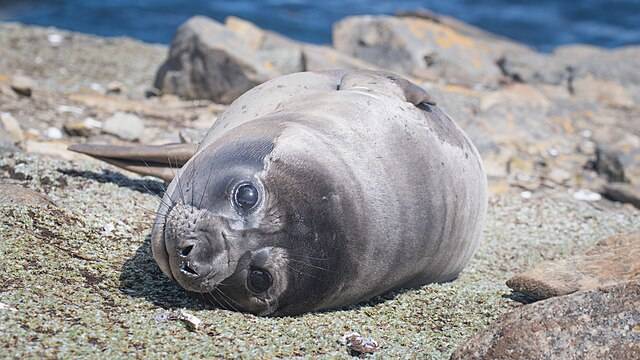 하루에 2시간만 자는 것으로 알려진 코끼리바다표범. 잠수 중 '낮잠'을 통해 부족한 수면을 보충한다. 위키미디어 제공
