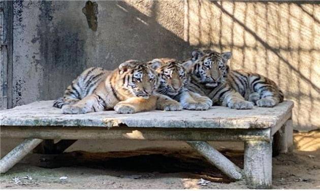 첫돌을 맞이하는 시베리아호랑이 삼둥이들. /사진=서울대공원 제공