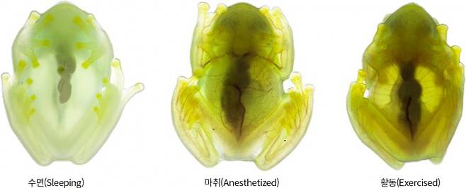 유리개구리는 자거나 휴식을 취할 때 투명해진다. 마취되거나 활동할 땐 붉은 핏줄이 선명하다. Jesse Delia 제공