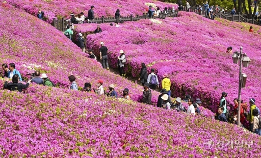 지난 22일 오전 군포시 철쭉동산을 찾은 상춘객들이 만개한 철쭉을 보며 봄기운을 만끽하고 있다. 이번 군포철쭉축제는 오는 28일부터 30일까지 개최하지만 철쭉 개화시기가 빨라져 21일부터 30일까지 10일동안 '철쭉 주간'으로 지정해 상춘객을 맞이한다. 홍기웅기자