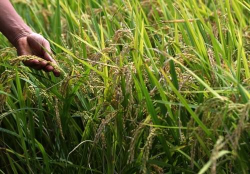 안동소주를 빚는 경북 안동 지역의 경우, 해마다 쌀이 부족해 인근 지역의 쌀을 끌어다 사용해야 할 정도다. [사진 출처 = 연합뉴스]