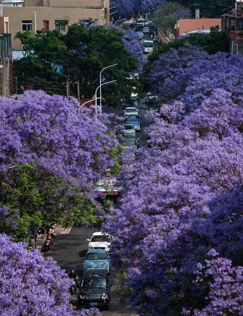 22일 봄꽃으로 싱그러운 모습을 드러내고 있는 ‘봄의 도시’ 중국 쿤밍의 모습. 쿤밍=신화통신·연합뉴스