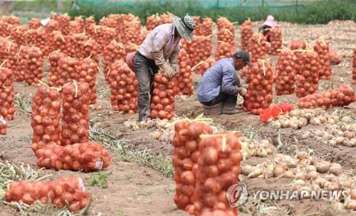 양파 수확 [연합뉴스 자료사진]