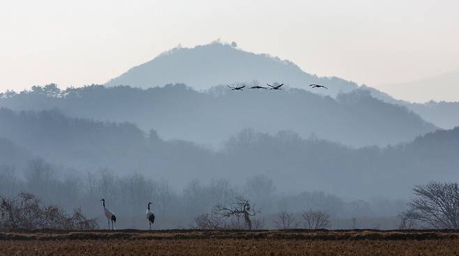 휴전선 비무장지대(DMZ)의 접경지대인 강원도 철원군 철원평야에 두루미 한쌍이 먹이를 찾고 있다. 김진수 선임기자