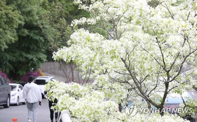 '만개한 이팝나무 아래' (대구=연합뉴스) 박세진 기자 = 23일 대구 남구 앞산 일대에 초여름 시작을 알리는 이팝나무가 만개해 있다. 이팝나무는 보통 5월 초 만개하지만, 올해는 따뜻한 날씨로 인해 시기가 빨라졌다. 2023.4.23 psjpsj@yna.co.kr