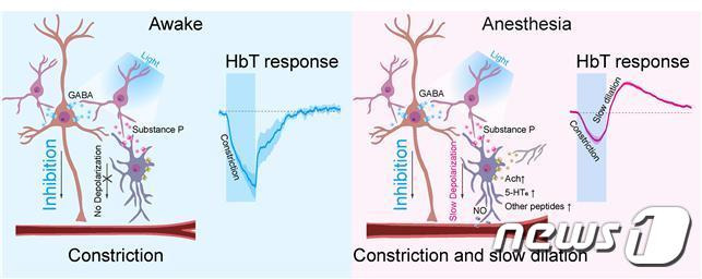 깨어있는 상태와 마취(수면) 상태 PV뉴런 활성에 의한 혈관 반응 기전 모식도.(기초연 제공)/뉴스1