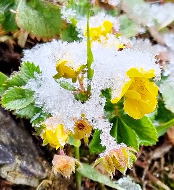 태백 봄꽃 위에 내린 눈