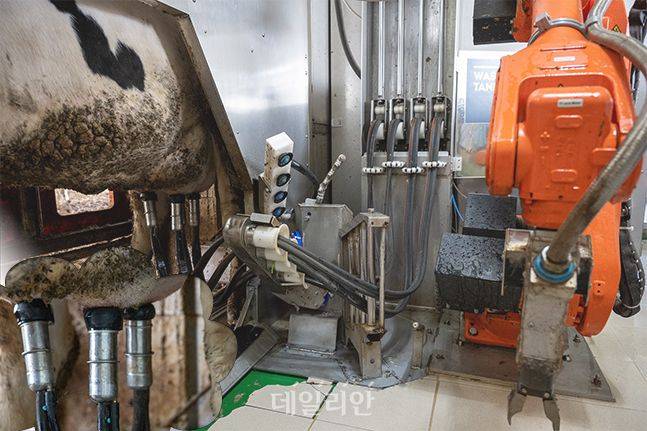 국산 로봇착유기는 스스로 유두 위치를 확인하고 정확하게 착유를 한다. 젖소의 유두 팽창 유무를 감지하는 시스템이어서 민감한 젖소들도 안전하게 착유가 가능하다. ⓒ편집 데일리안 배군득 기자