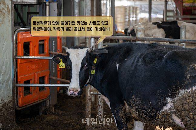 로봇착유를 위해 대기 중인 젖소. 착유기 도입으로 낙농업 노동시간이 획기적으로 줄었다. ⓒ편집 데일리안 배군득 기자