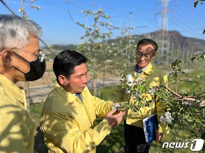 김창규 제천시장이 백운면 사과농가를 방문해 냉해를 입은 사과농가를 둘러보고 있다.