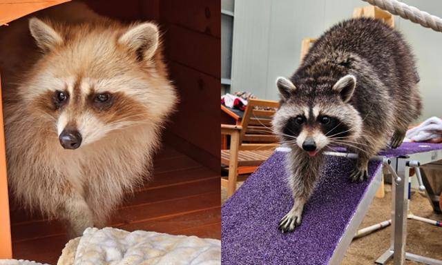 충남 야생동물구조센터에서 1년째 보호 중인 라쿤들의 모습. 이곳의 라쿤 4마리는 2024년 충남 서천군 국립생태원에 문을 열 정식 보호시설로 옮겨질 때까지 이곳 보호소에서 지낼 예정이다. 충남야생동물구조센터 제공