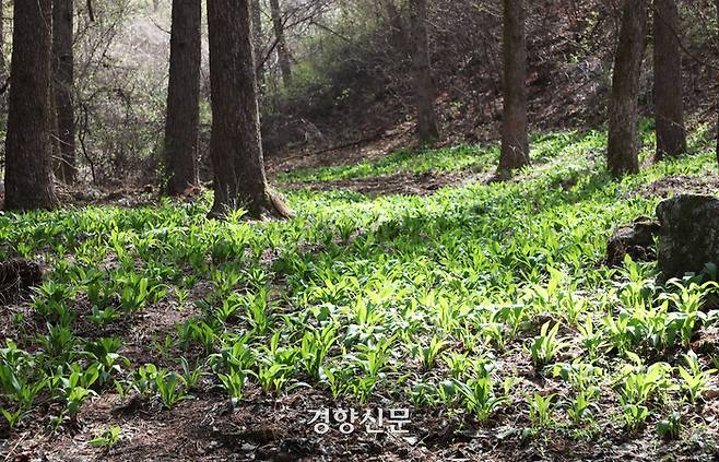 산방환담 숲속 밭. 언뜻 보면 나무 사이에 풀이 자라는 것처럼 보인다.         한수빈 기자