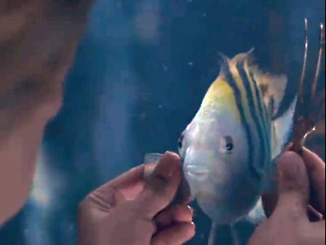 물고기 '플라운더' [디즈니 트위터. 재판매 및 DB 금지]