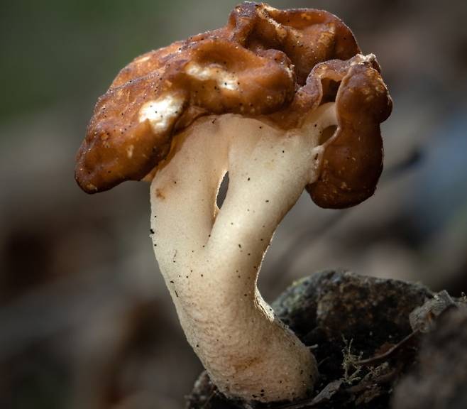 작년 5월 박상영 작가가 강원도 오대산에서 발견한 마귀곰보버섯의 모습. 박상영 제공