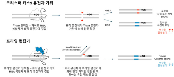 크리스퍼 카스9 유전자가위와 차세대 유전자가위인 프라임 편집기의 유전자 교정 비교. [사진=과기정통부]