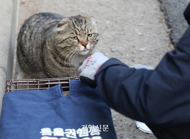 길고양이 복실이가 TNR을 위해 다른 고양이가 붙잡힌 포획틀 옆에서 기웃거리고 있다. 전현진 기자