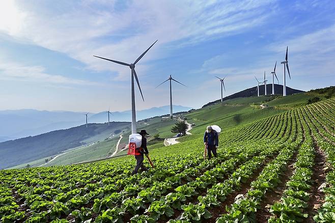 태백 고랭지 여름 배추 재배단지 [태백시 제공.재판매 및 DB 금지]