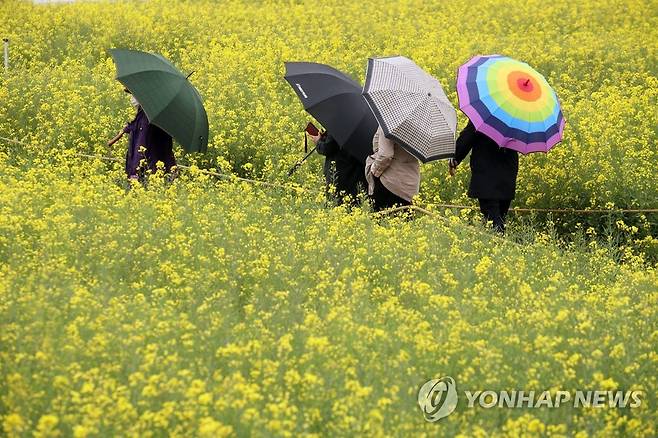 '봄비와 함께'…전남 영산강 유채꽃밭 거니는 시민들 [연합뉴스 자료사진]