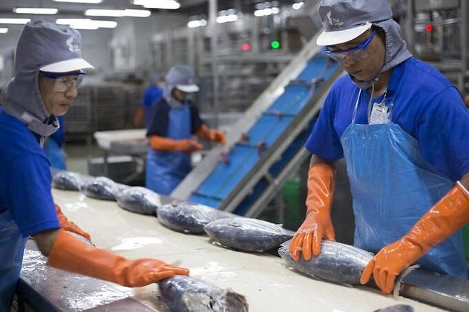 태국 노동자들이 참치 가공 공장에서 참치를 손질하고 있다. 세계일보 자료사진