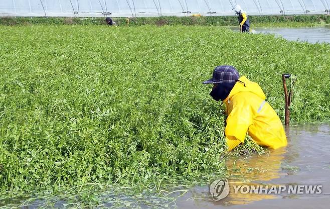 이른 추위에 미나리 수확 (김제=연합뉴스) 최영수 기자 = 이른 추위가 이어지는 가운데 농민들이 25일 전북 김제시 금산면 한 미나리꽝에서 미나리를 수확하고 있다. 2021.11.25 kan@yna.co.kr