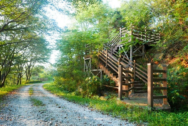 힐링 트레킹 명소로 재탄생할 전북 익산 함라산 임도. 익산시 제공