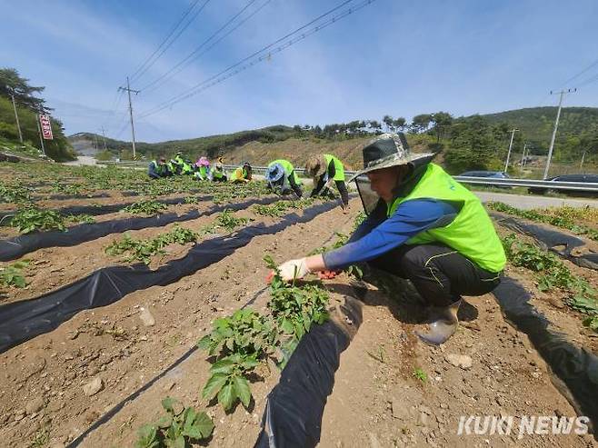 충남세종농협 임직원들이 지난달 28일 홍성 서부면 산불 피해 주민의 농가를 찾아 흙 북돋기 작업을 돕고 있다. 충남세종농협 제공