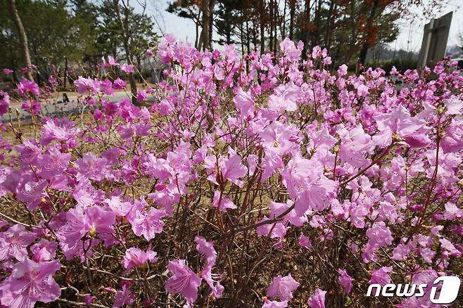 2일 대전·충남은 내륙을 중심으로 낮과 밤의 기온차가 15도 내외로 크겠다. 대전 서구 한밭수목원 일원에 진달래가 만개해 있다.  ⓒ News1 김기태 기자